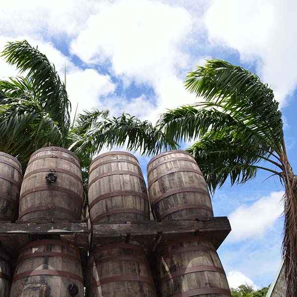 circuit dégustation rhum martinique 